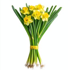 Bright Fresh Daffodils with Yellow Petals on a Clean White Background