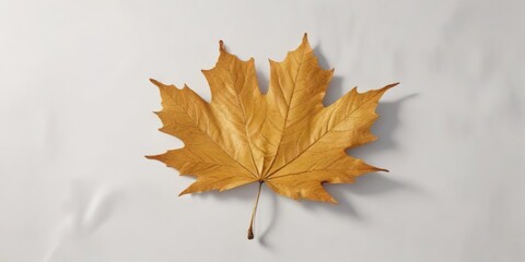 A solitary, golden maple leaf on a white canvas , delicate, tree