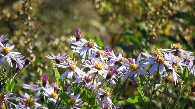 [4K] Nokongiku (Aster microcephalus) Wildflowers in Late Autumn: Pale Purple Daisies in Aomori Field 【4K】晩秋の山野に咲き誇るノコンギク：秋晴れの下で揺れる淡い紫の野菊と自然風景素材 撮影日：20241017-1