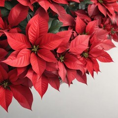 Obraz premium Vibrant red poinsettia leaves on abstract background with subtle gradient, colorful, red, floral