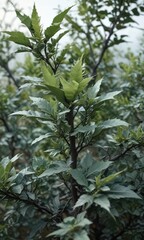 Fototapeta premium Silvery-green leaves on a thorny shrub with a compact growth habit, wormwood, wild wormwood