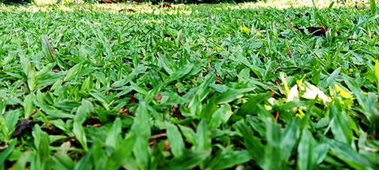 Axonopus compressus weed plant on the field 2