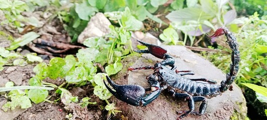  scorpion ready to attack and defend position 1