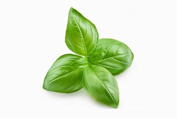 Fototapeta premium Sweet basil herb leaves, close-up, isolated on white background. Fresh Genovese basil.