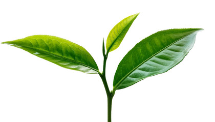 Tea Leaf Shoots Isolated on Transparent Background