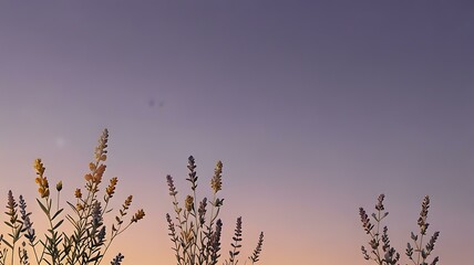 Fototapeta premium A smooth, golden gradient transitioning into soft lavender, symbolizing peace and tranquility.