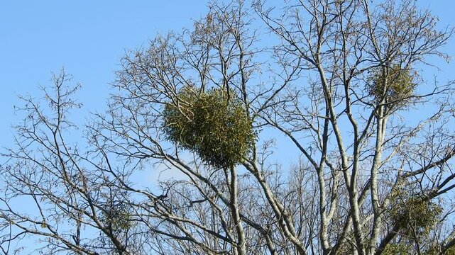 [4K] Spherical Mistletoe Clusters in Autumn Sky: Unique Parasitic Plant on Bare Tree Branches, Japan 【4K】秋空に浮かぶヤドリギの丸い塊：葉が落ちた樹々に現れる不思議な自然の造形美素材 撮影日：20241017-1