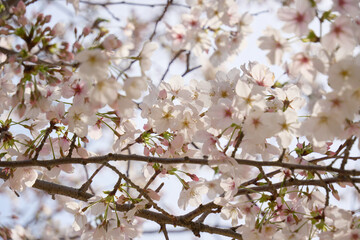 Fototapeta premium 逆光に透ける桜の花びら