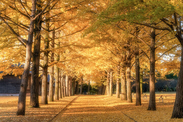 茨城県立歴史館　銀杏並木と黄色い絨毯のような路
