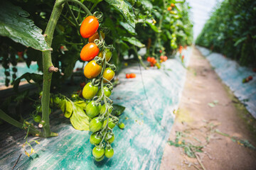 미니방울토마토재배