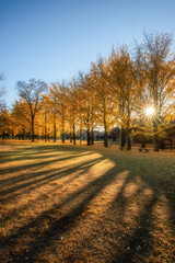 Obraz premium 茨城県立歴史館 銀杏並木と黄色い絨毯のような路 