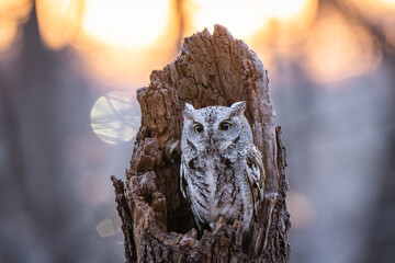 Owl on a tree during sunrise