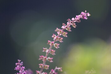 Holy basil flowers closeup. Selective focus. Nature concept.