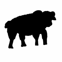 sheep black isolated silhouette on white background