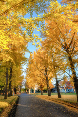 茨城県立歴史館　銀杏並木と黄色い絨毯のような路
