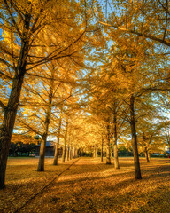 茨城県立歴史館　銀杏並木と黄色い絨毯のような路
