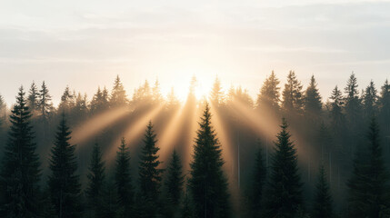 natural transpiration process concept. serene forest at sunrise with light beams shining through trees