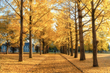 茨城県立歴史館　銀杏並木と黄色い絨毯のような路
