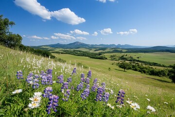 Blooming wildflowers in a mountain meadow.