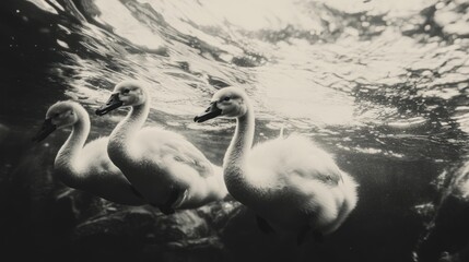Three swans swimming underwater in a serene, monochromatic setting.