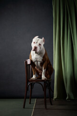 A Pitbull sits upright on a wooden chair in front of a green curtain, gazing attentively. The...