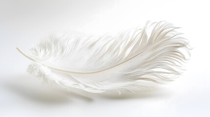 Obraz premium A delicate white feather with intricate details and textures on a plain background. Ideal for nature, art, and design projects.