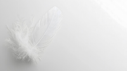 Obraz premium A single white feather with intricate details and textures on a light grey background. Ideal for nature, art, and design projects.