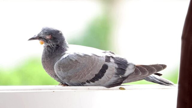 A pigeon sits on the frame of an open window