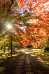 紅葉真っ盛りの偕楽園もみじ谷
