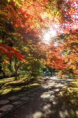 Fototapeta premium 紅葉真っ盛りの偕楽園もみじ谷 
