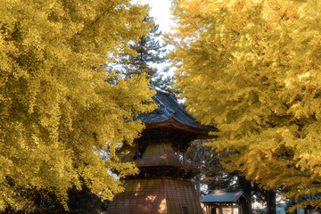 Fototapeta premium 茨城県行方市 黄色く染まった西連寺の大イチョウ 
