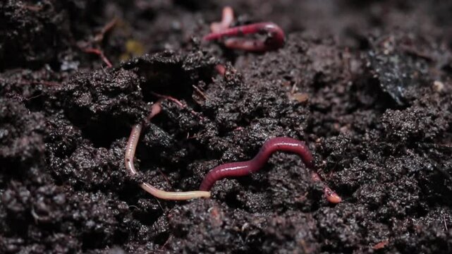 earthworms that move through wet soil