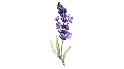 Obraz premium Striking purple iris flower, a detailed closeup on white background 