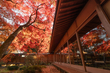茨城県筑西市　最勝寺の紅葉
