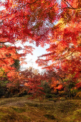 茨城県筑西市　最勝寺の紅葉
