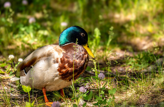 Wild duck in the green grass in summer close-up.