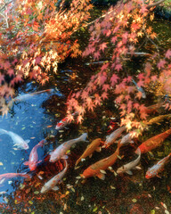 茨城県筑西市　最勝寺の紅葉
