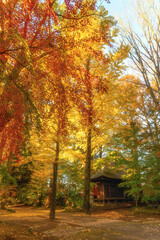 茨城県筑西市　最勝寺の紅葉
