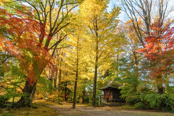 Fototapeta premium 茨城県筑西市 最勝寺の紅葉 