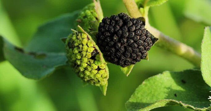 Closeup footage of the False Daisy, "Bhringraj seeds" (Eclipta prostrata) swaying on a branch