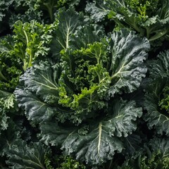 Naklejka premium A leafy green kale bunch.