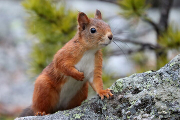 Red squirrel