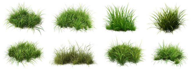 Small grass isolated on transparent background