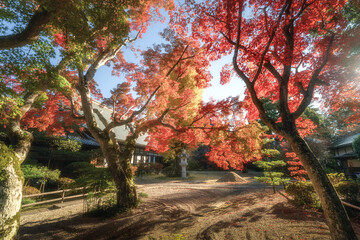 茨城県　月山寺の大イチョウと紅葉
