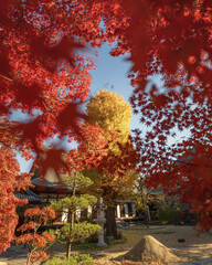 茨城県　月山寺の大イチョウと紅葉

