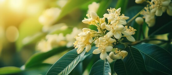 Close-up of white flowers blooming on a branch with green leaves and sunlight shining through the foliage.