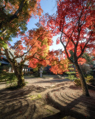 茨城県　月山寺の大イチョウと紅葉
