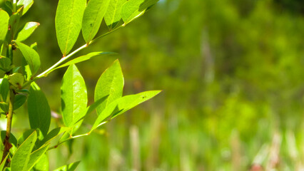 Close up of green leaves.