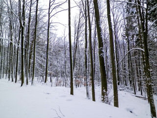 Snowy forest in Wiezyca Region. Kashubia Northern Poland.