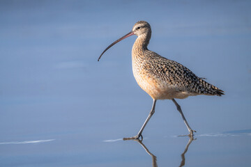 A curlew walking on a beach near Morro Bay, California.